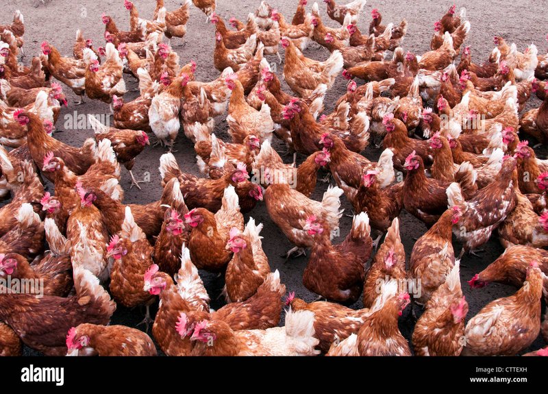 Een Gokkast Volgens Het Thema Chicken Road Met Veel Spanning, chicken road